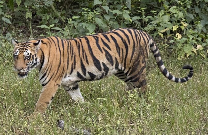 National Parks | indic inspirations