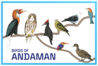 Andaman | Avian Beauties | A5 Frame - Wall Decor - Indic Inspirations