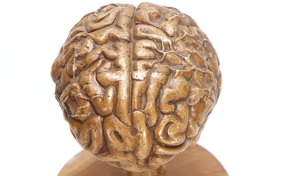 Brain Sculpture in Bronze - Human body anatomy models - indic inspirations