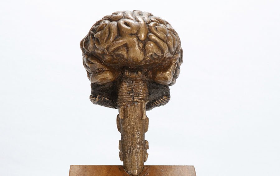 Brain Sculpture in Bronze - Human body anatomy models - indic inspirations