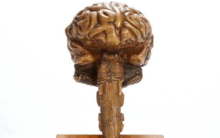 Brain Sculpture in Bronze - Human body anatomy models - indic inspirations