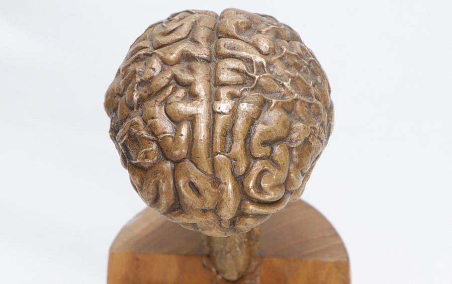 Brain Sculpture in Bronze - Human body anatomy models - indic inspirations